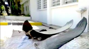Imputan a seis personas a quienes les hallaron 300 aletas de tiburón