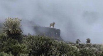 Entre la neblina: captan un puma en los páramos de Boyacá