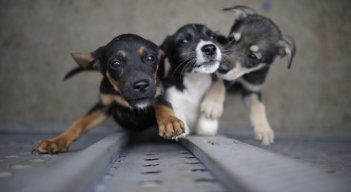DE LA ESPRIELLA SANCIONA LA LEY QUE CASTIGA EL ABUSO SEXUAL CONTRA LOS ANIMALES