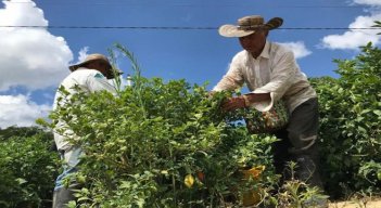  Cultivadores claman al Gobierno nacional un salvavidas con los seguros de cosechas.