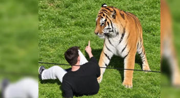 Tigre