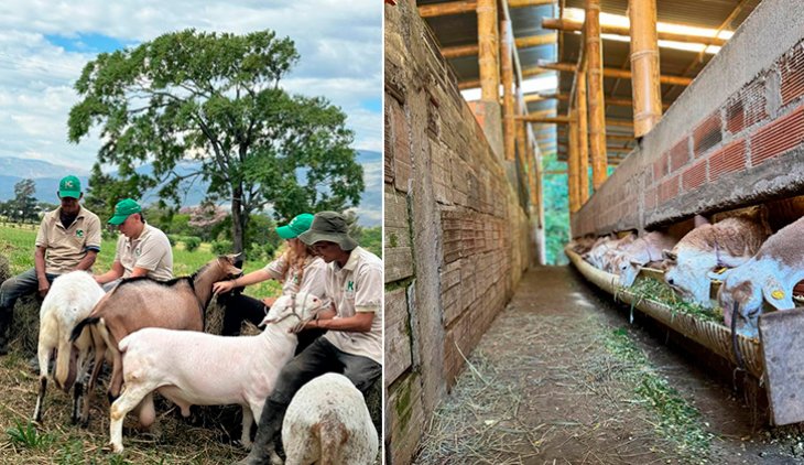 Productores ovinos y caprinos. / Foto: cortesía