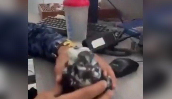 Paloma fue entrenada para llevar dos cargadores a una cárcel de Santander