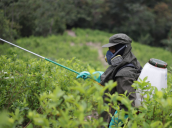 Erradicación de cultivos ilícitos por fumigación terrestre.