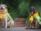Nika y Estrella perritas policías