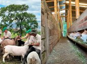 Productores ovinos y caprinos. / Foto: cortesía