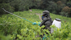 Erradicación de cultivos ilícitos por fumigación terrestre.