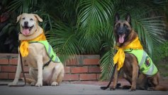 Nika y Estrella perritas policías