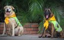 Nika y Estrella perritas policías