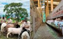 Productores ovinos y caprinos. / Foto: cortesía